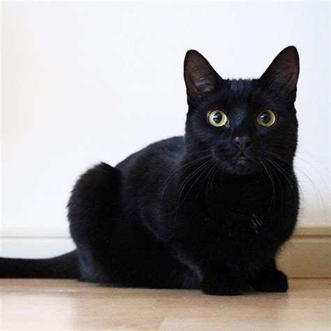 黑貓不吉利嗎